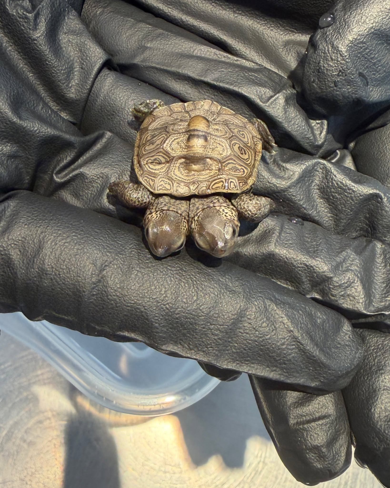 two-headed turtle being held