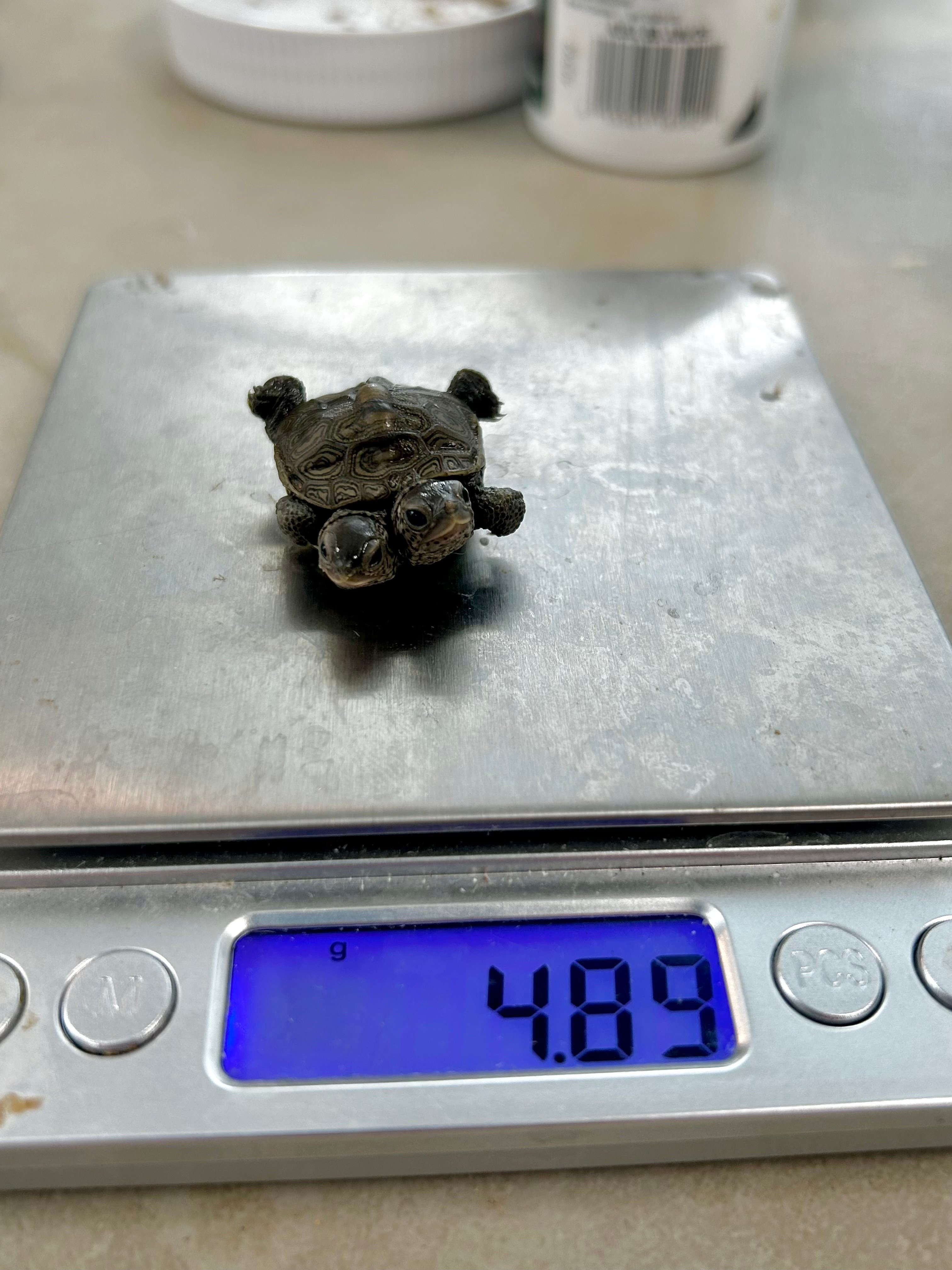 a two-headed turtle on a scale
