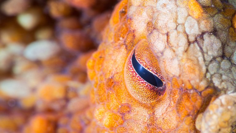 Underwater macro photo of a two-spot octopus eye (Octopus bimaculoides) at Catalina Island, California.
