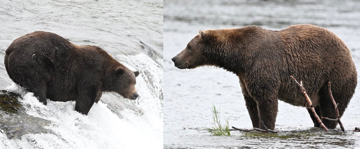 Fat Bear Week Day 2: Battle of the big boys and the up-and-comers
