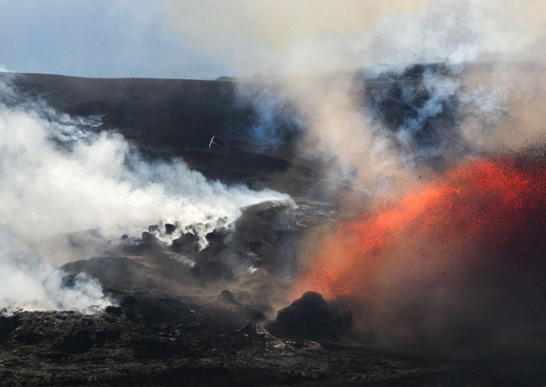 a white bird flies by a volcano with red lava and white smoke spewing out