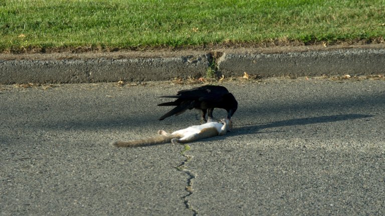 A crow eats the inside of dead squirrels mouth on road.