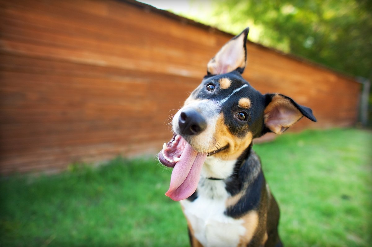 Why dogs tilt their heads, according to science