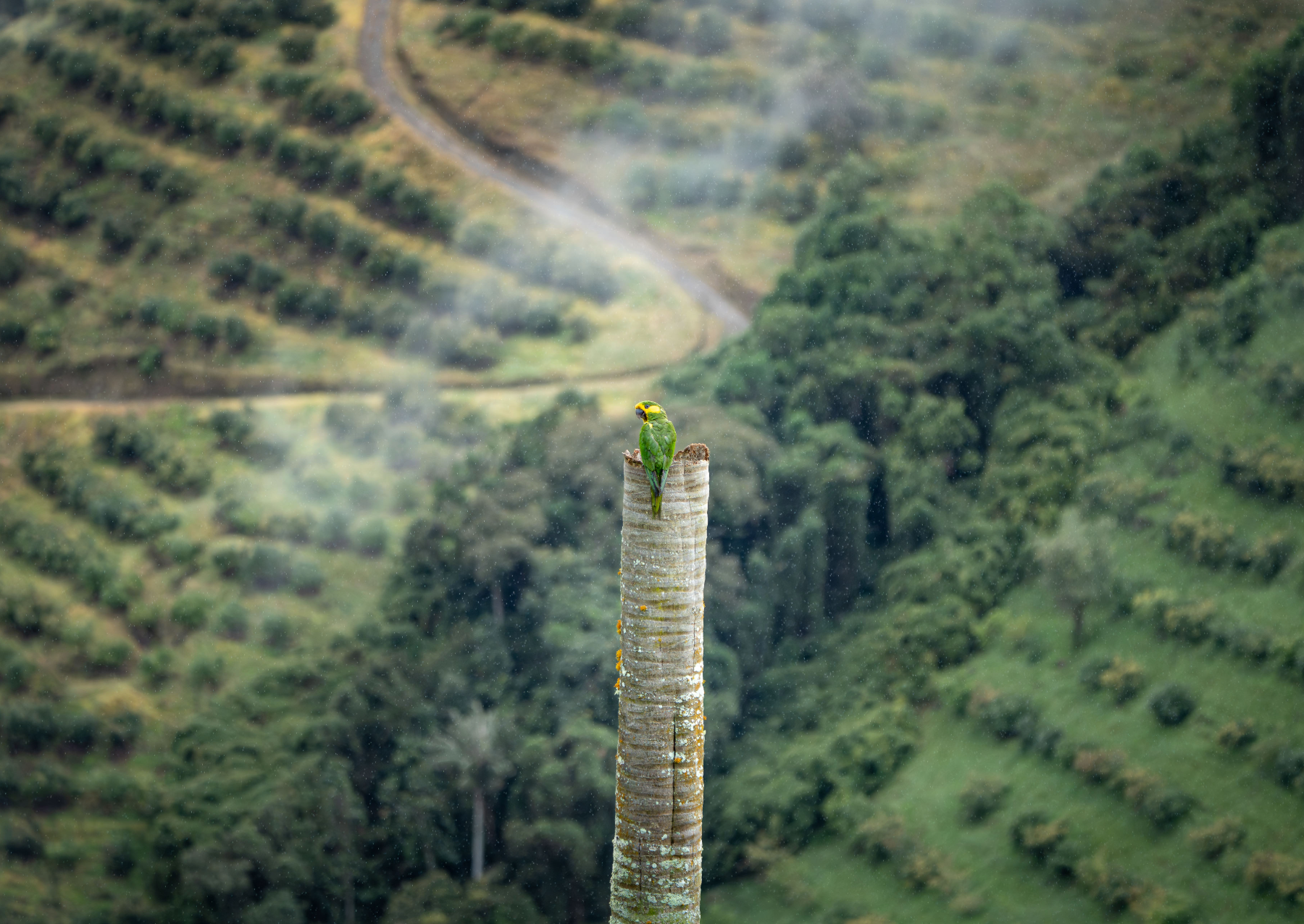 a parrot sits n top of a palm tree trunk with green feather and yellow feathers on its face