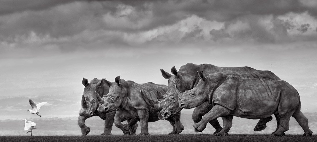 four rhinos chase birds