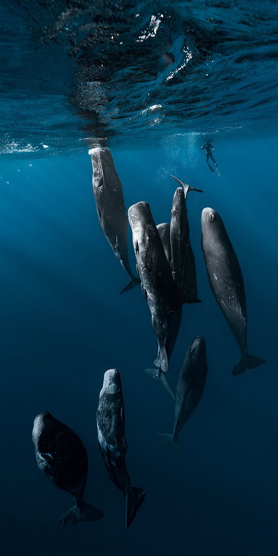 eight whales swim up to water. diver in background