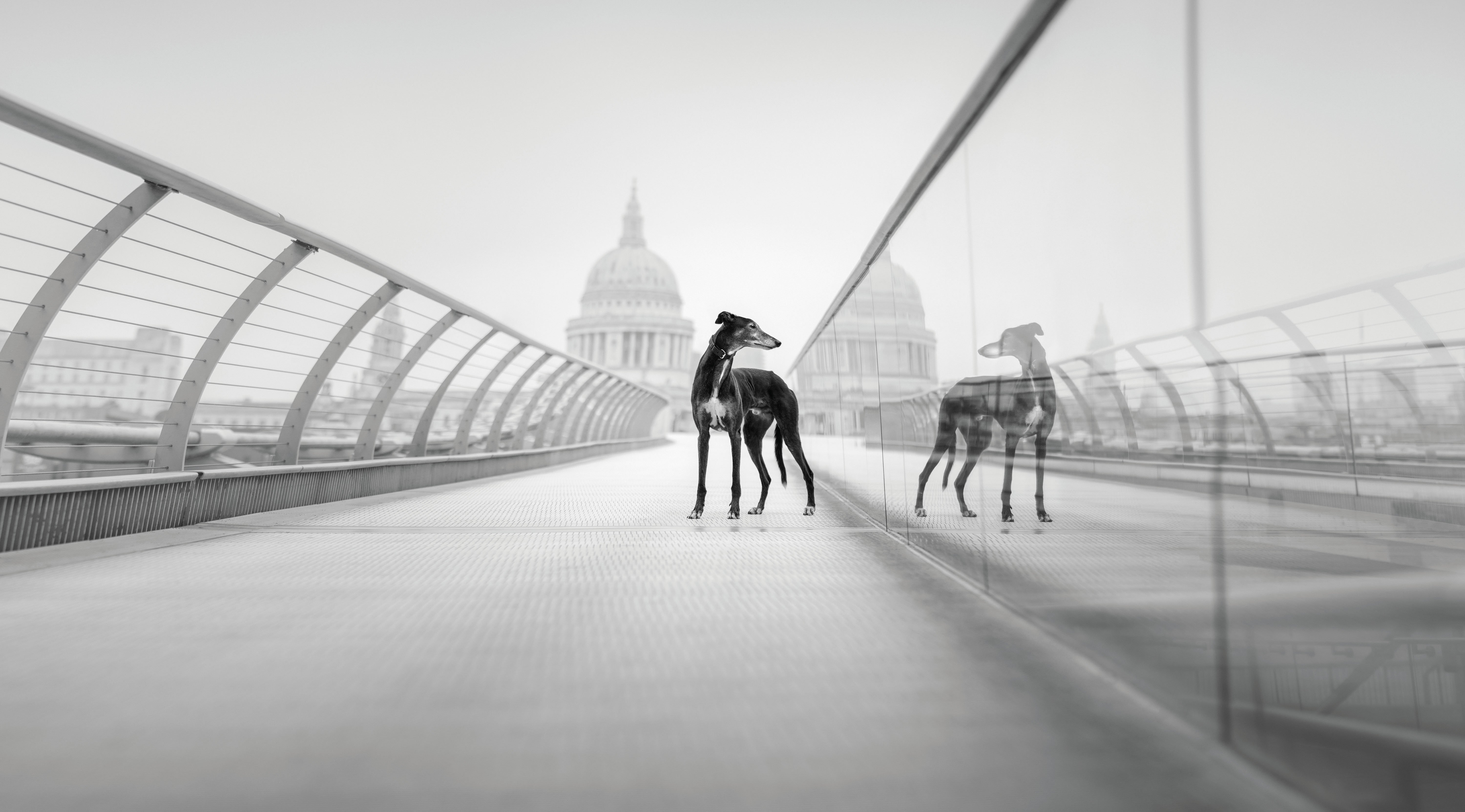 a gretyhound standing on a bridge with a domed building in the background