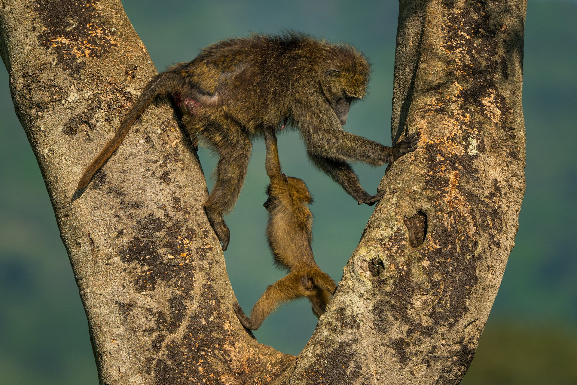 An infant olive baboon appears to demonstrate massive strength by holding an adult above its head