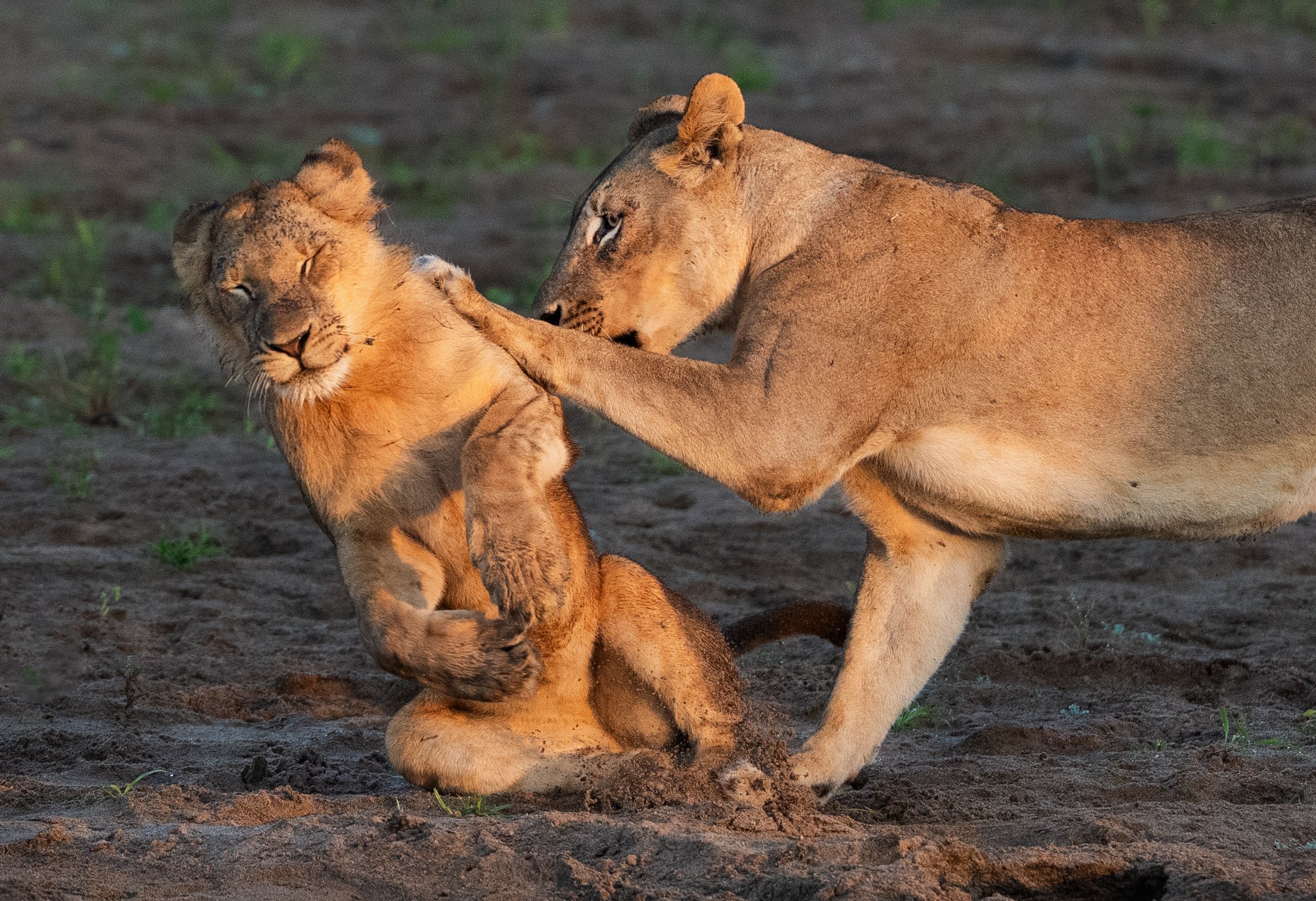 A lion Pride was playing in the riverbed