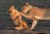 A lion Pride was playing in the riverbed
