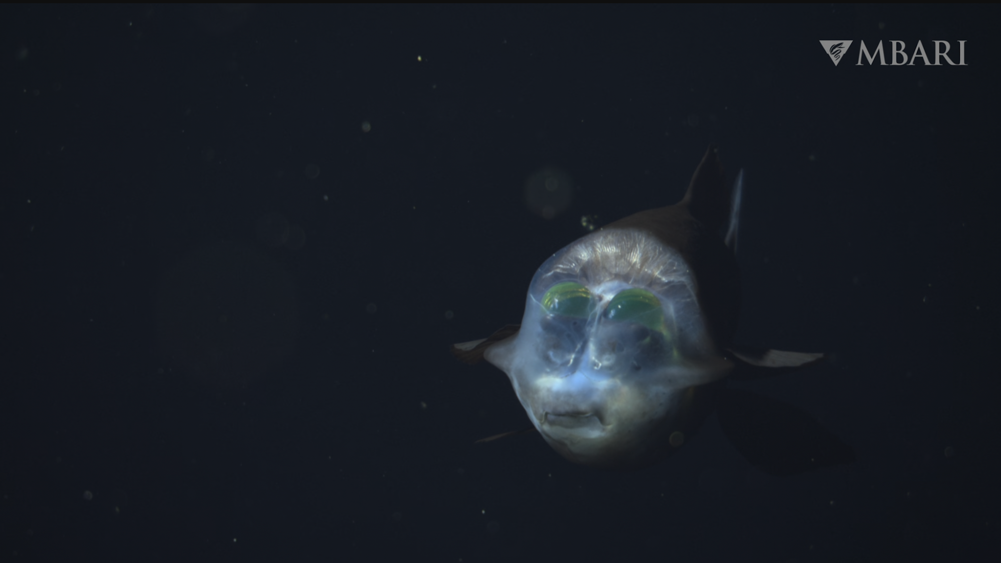 Rare glob-eyed fish spotted in ocean’s twilight zone