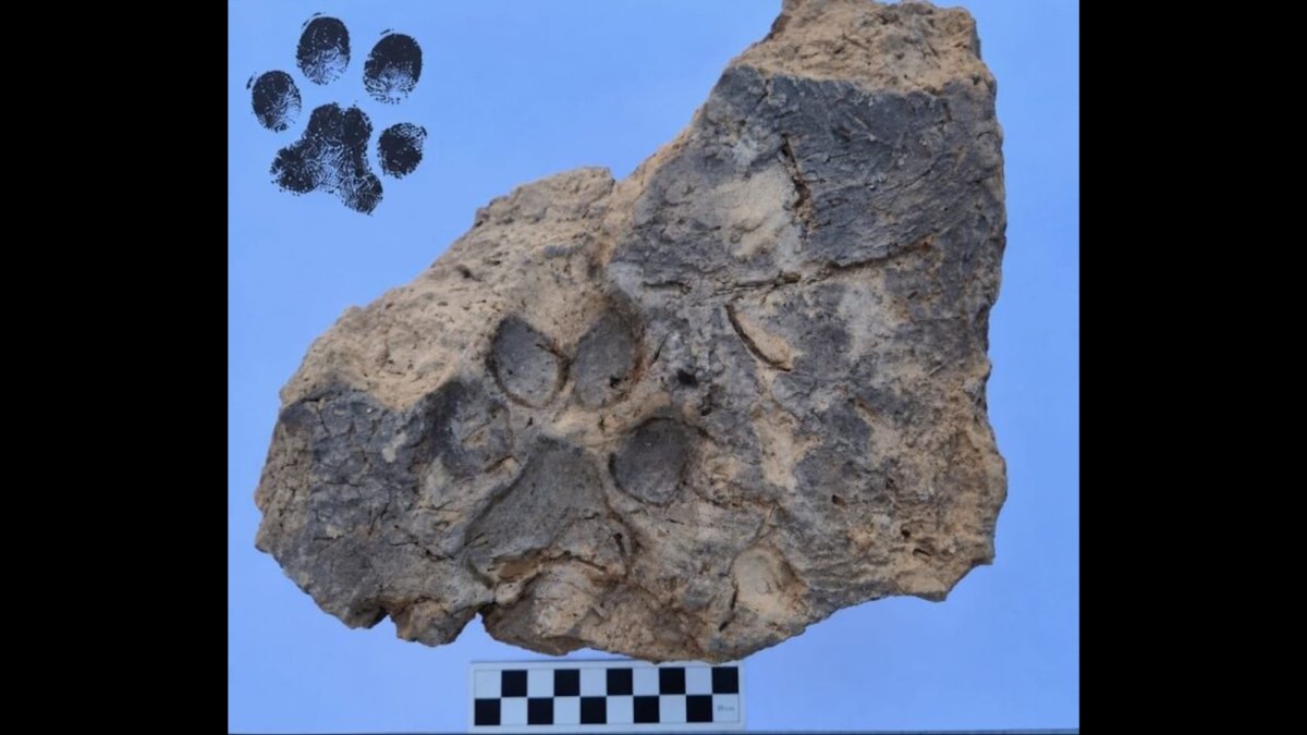 Dog’s paw print found in a 3,700-year-old brick
