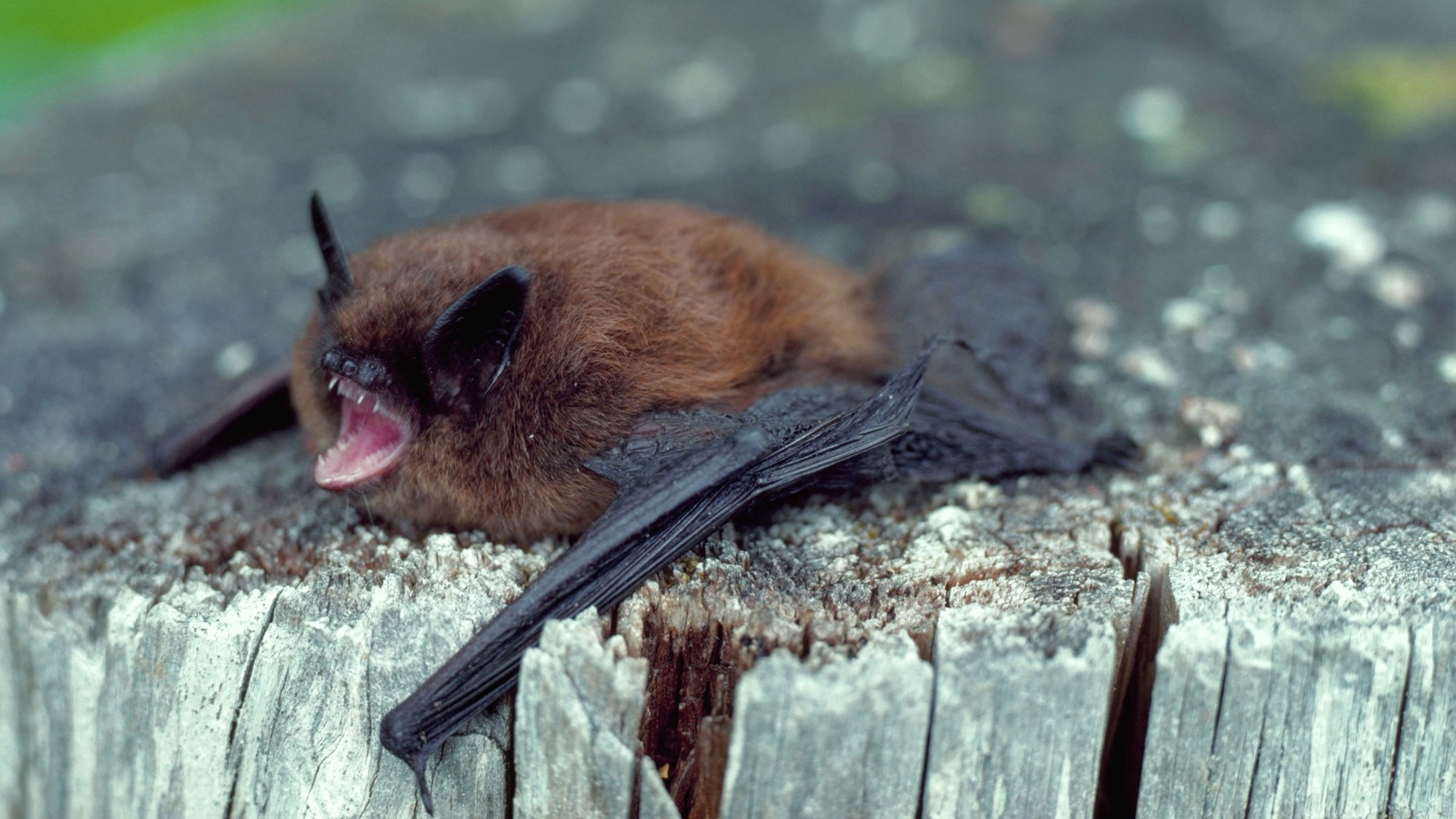Bat mothers’ hearts beat faster when they hear their pups
