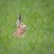 hare in a field