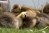 A puddle of sleepy goslings