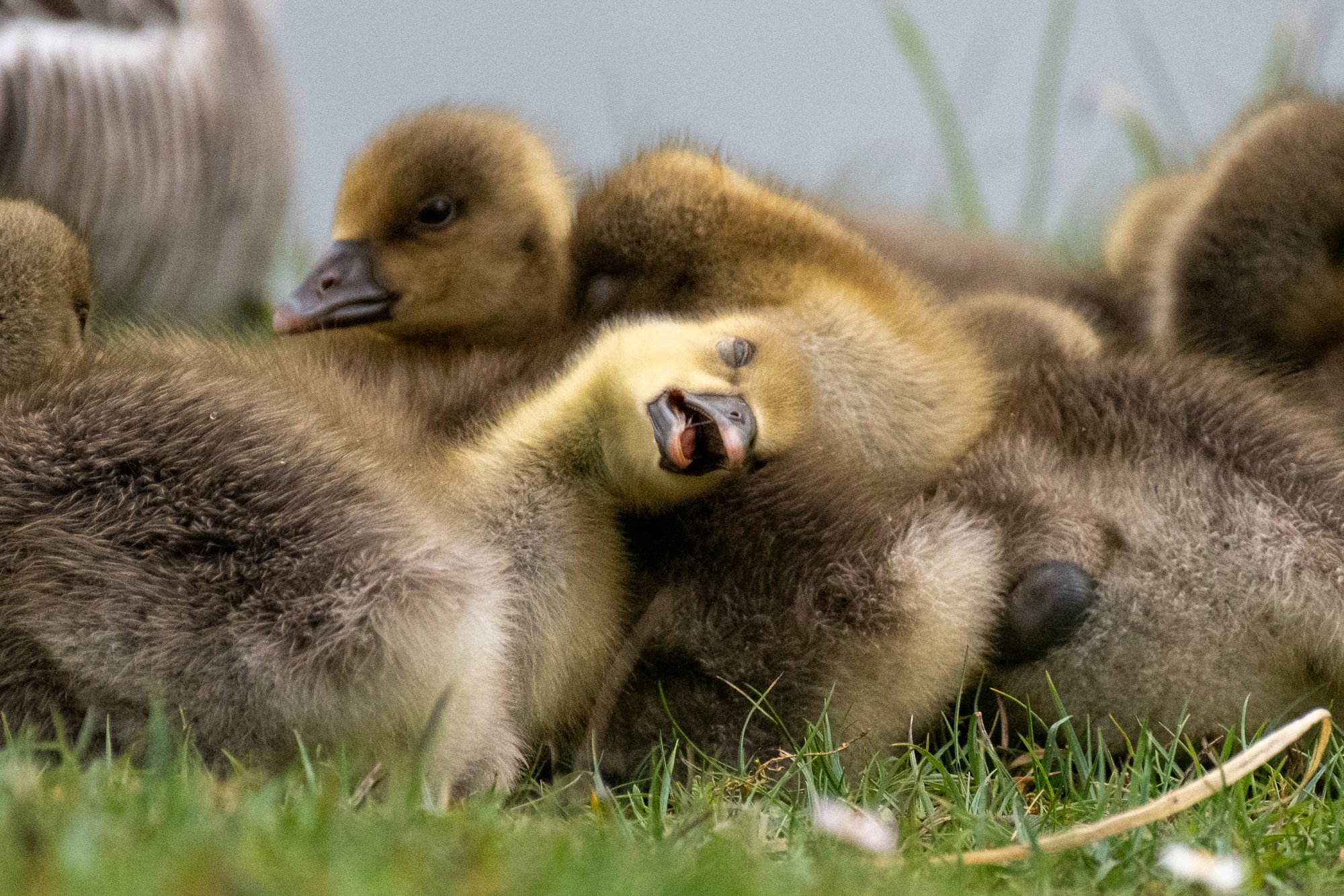 A puddle of sleepy goslings