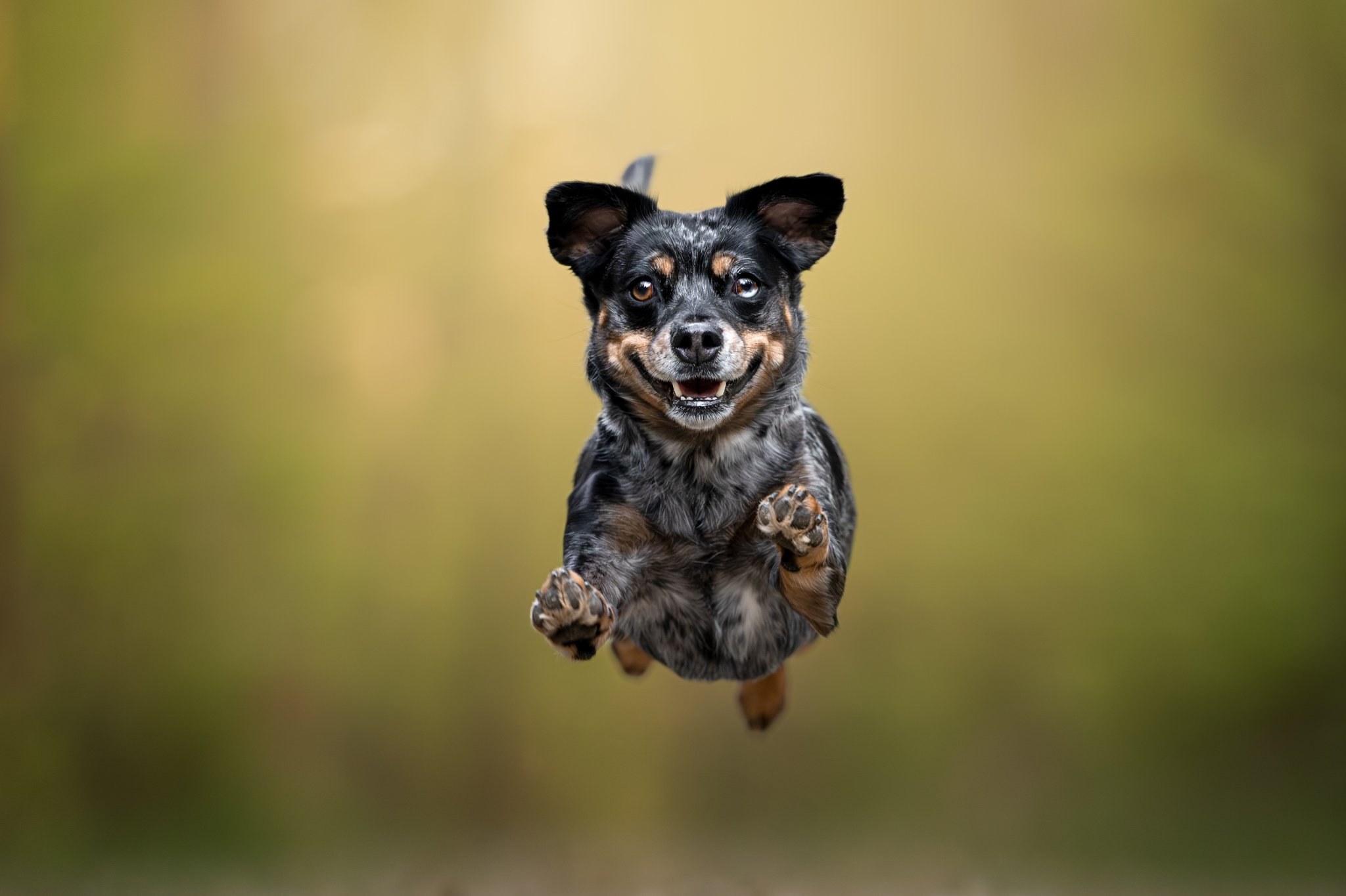 15 uplifting images from Dog Photography Awards 2026