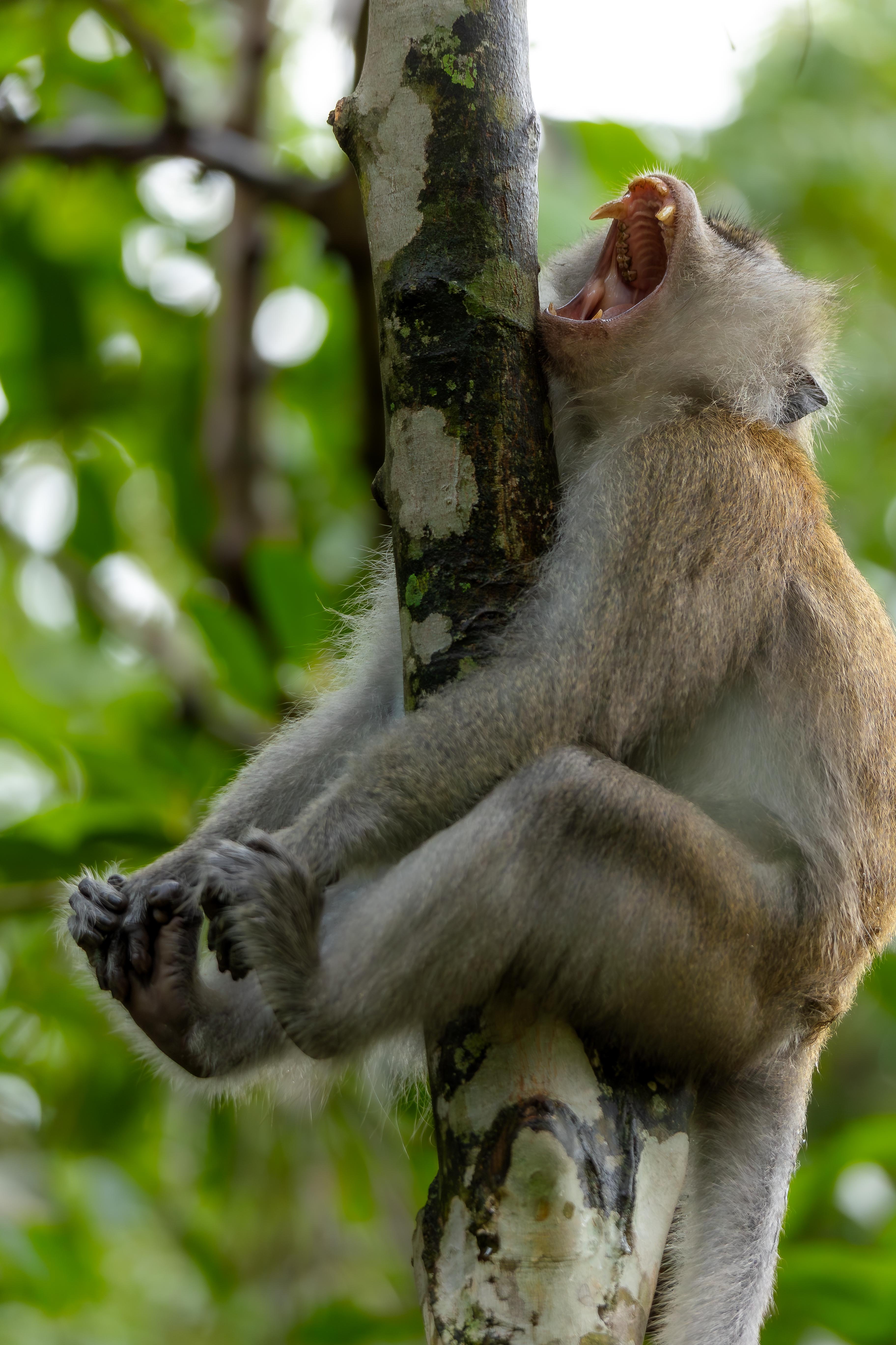 A long-tailed macaque leaps confidently between trees, but a split-second miscalculation turns the jump into a painful ordeal. 
