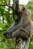A long-tailed macaque leaps confidently between trees, but a split-second miscalculation turns the jump into a painful ordeal.