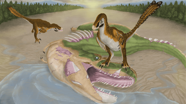 Artwork depicting feathered raptors scavenging a dead Albertosaurus