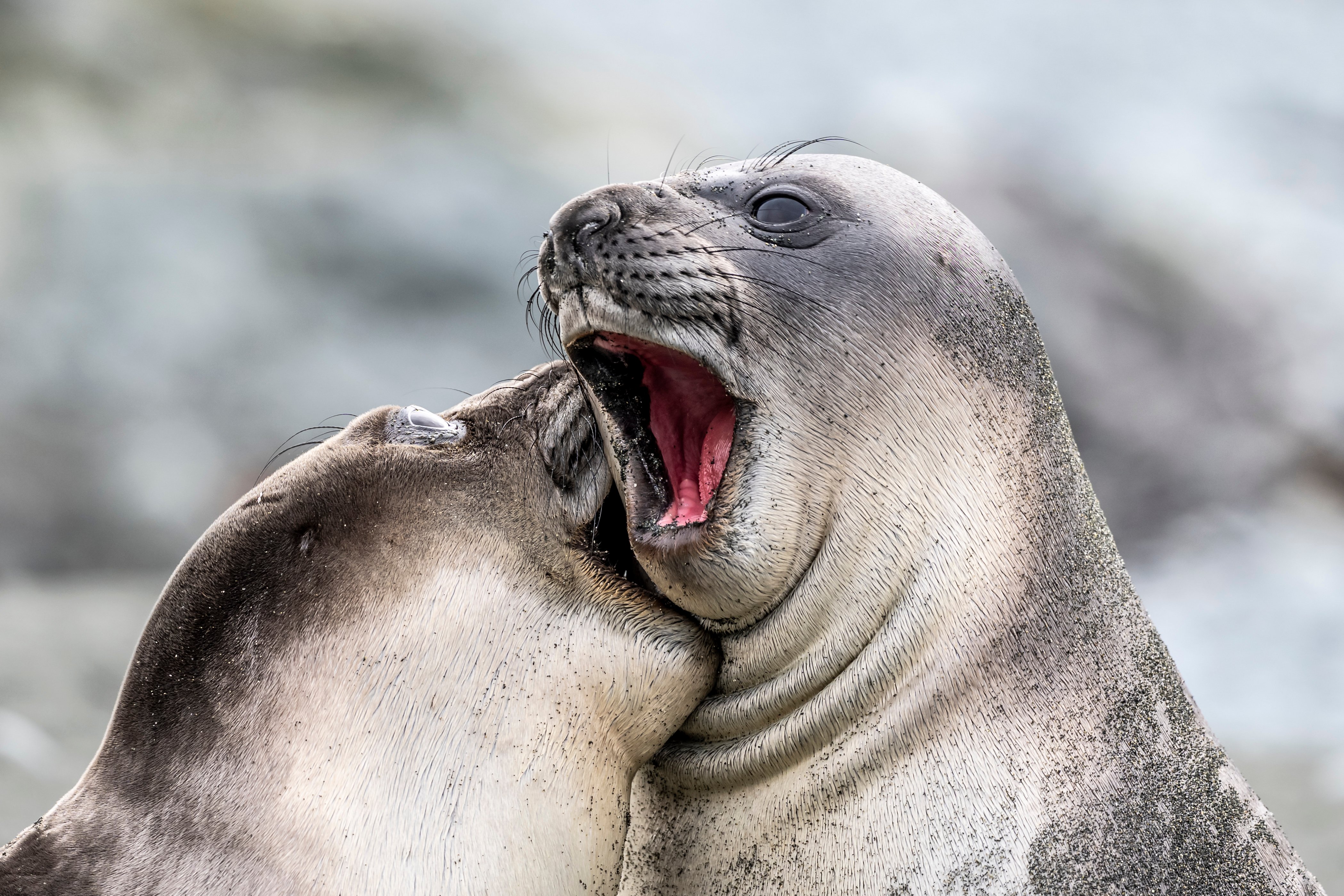 two Southern elephant seals playing with each other,