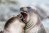 two Southern elephant seals playing with each other,