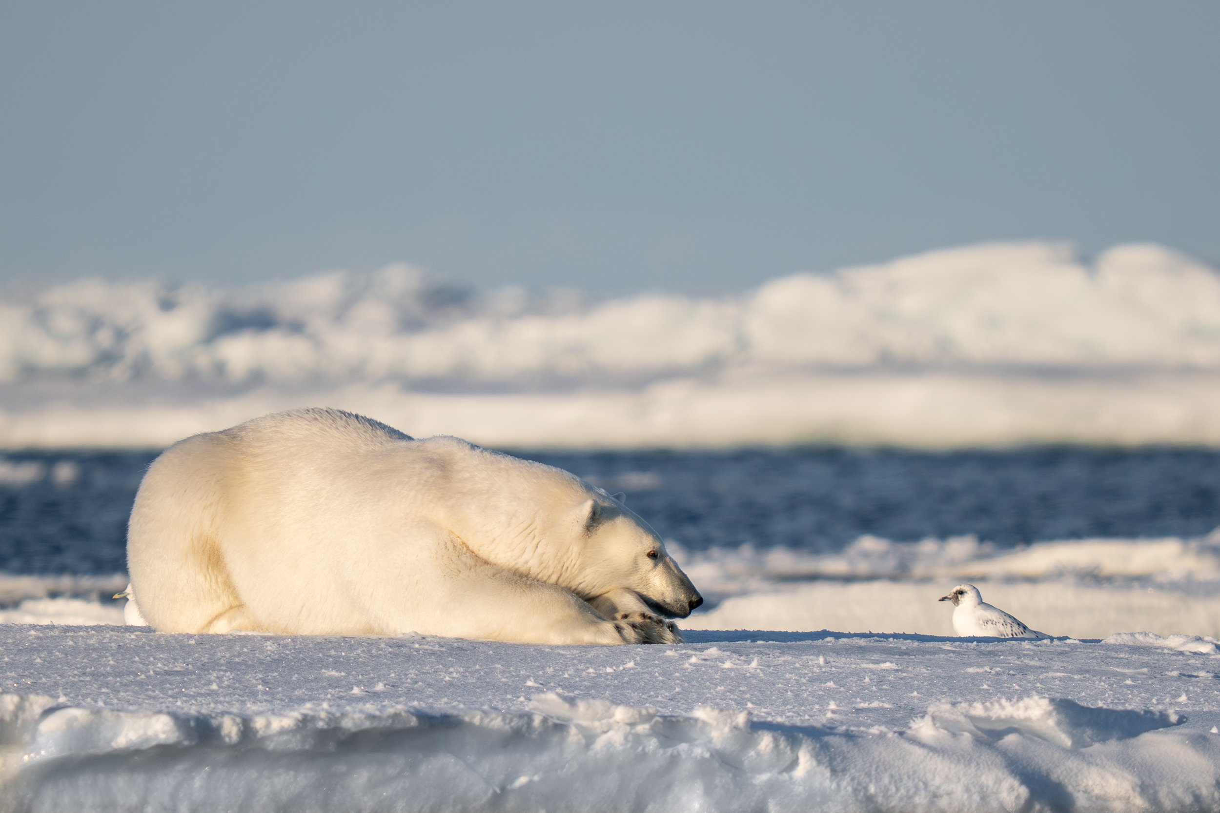 A polar bear contemplates an ivory gull