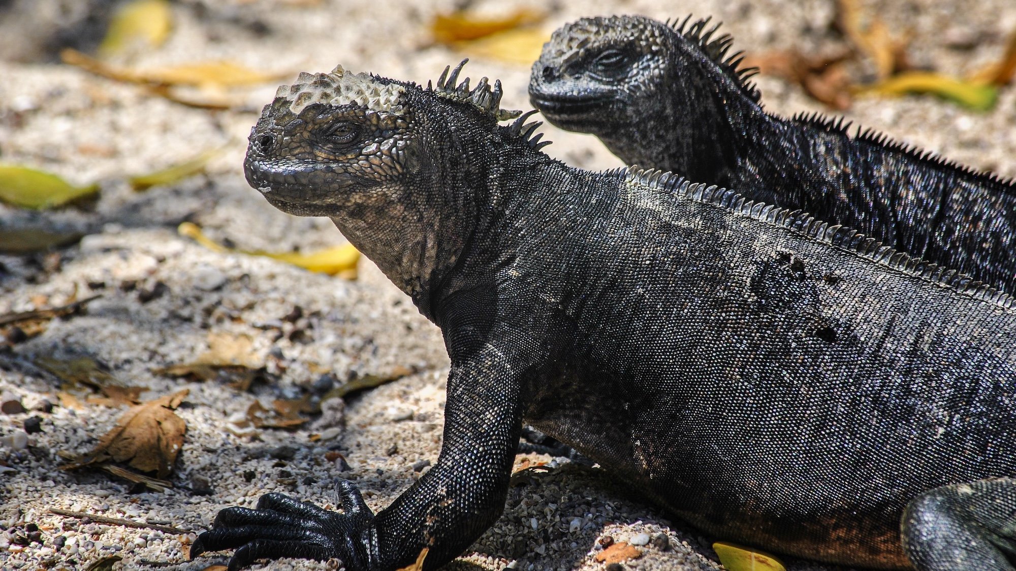 Super El Niño influencing ‘strange uptick’ in illegal Galápagos iguana trafficking