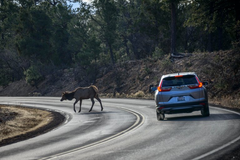 A car drives around a curb near a deer in a national park