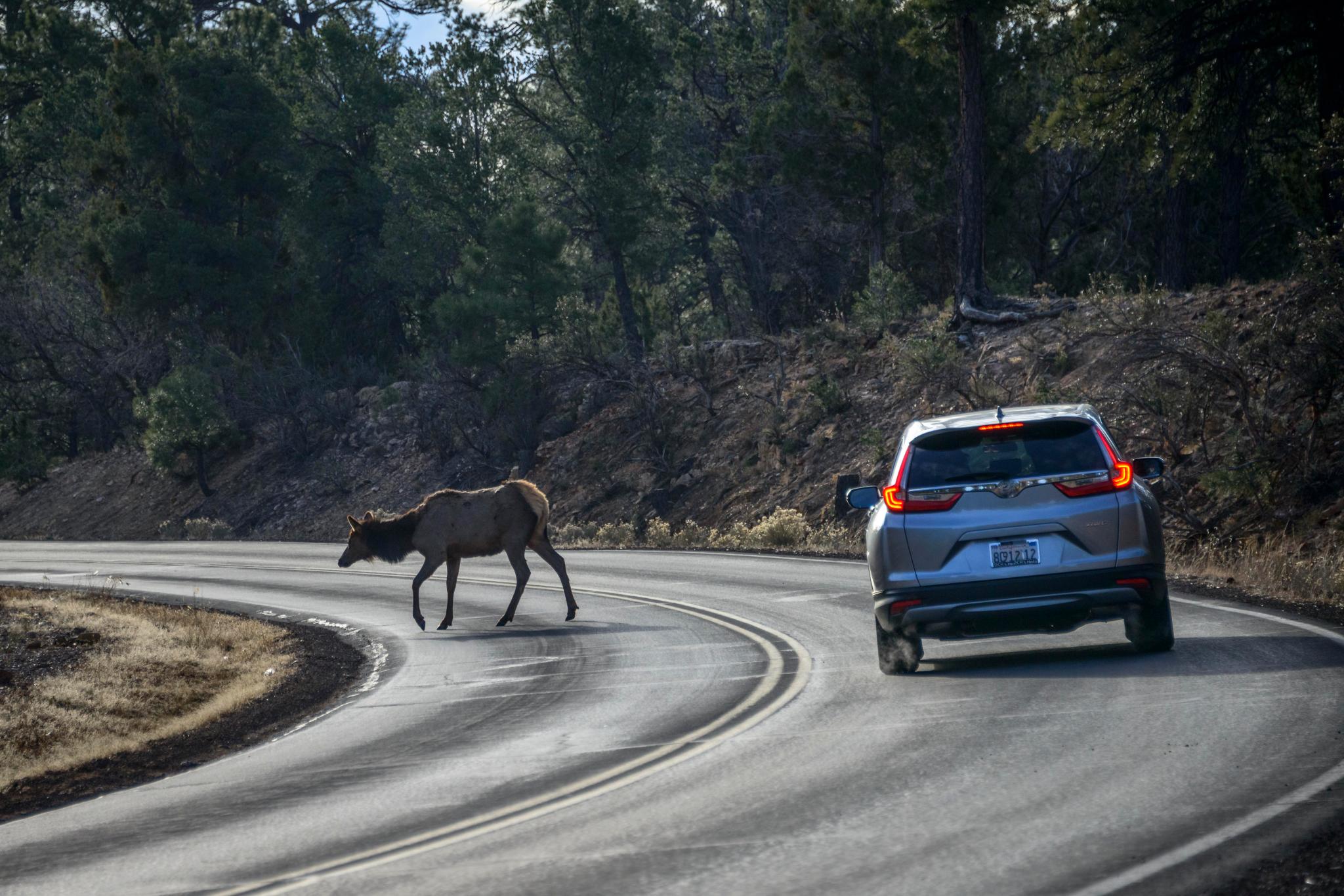 popsci.com - Andrew Paul - Deer mating season can be deadly for drivers. Solar powered roadsigns may help.