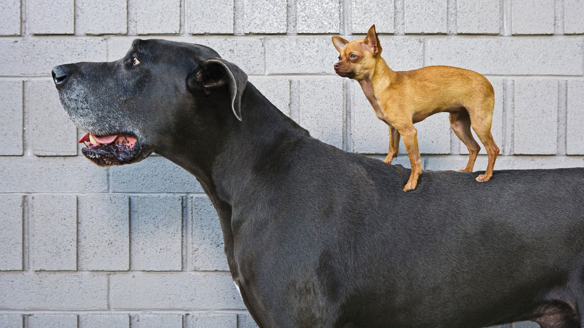 Large dog breeds die younger. Biologists think they finally know why.
