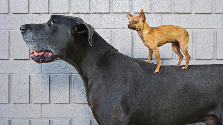Chihuahua standing on back of Great Dane