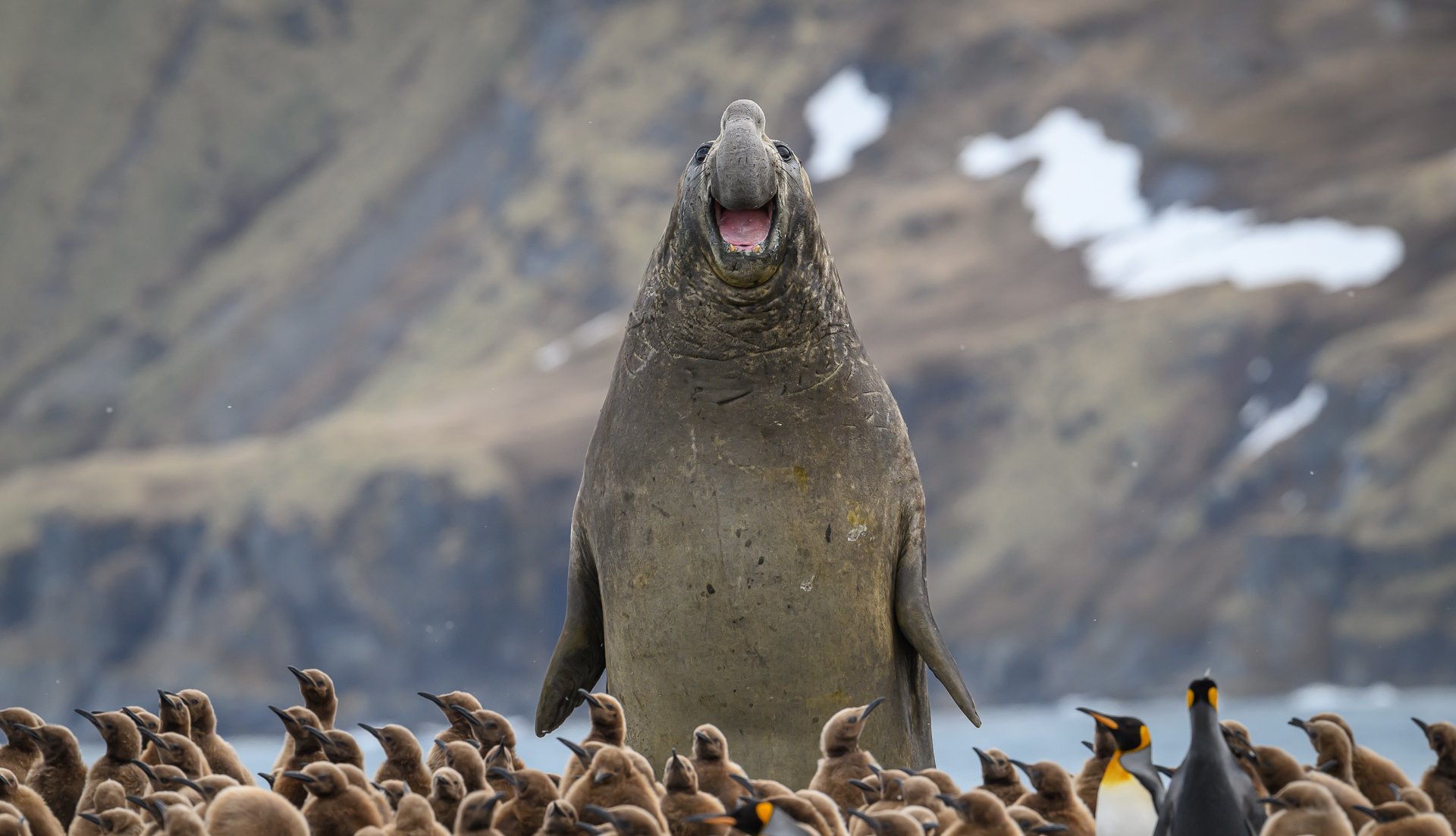 Elephant seal walking between King Penguin chicks.