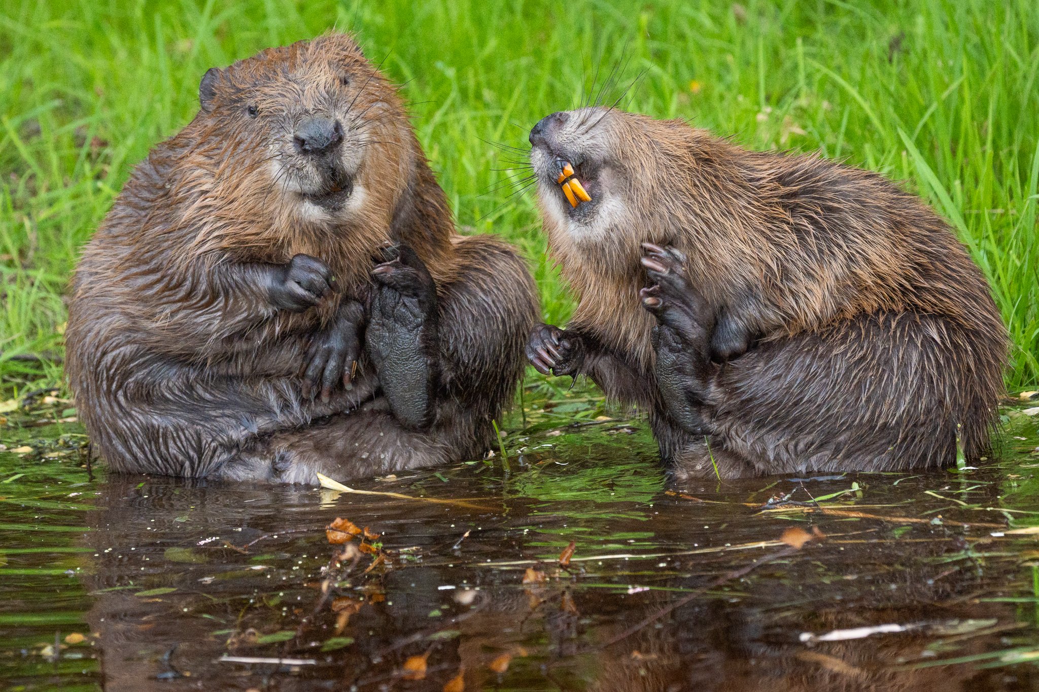 Two Belgian beavers appear to laugh