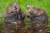 Two Belgian beavers appear to laugh