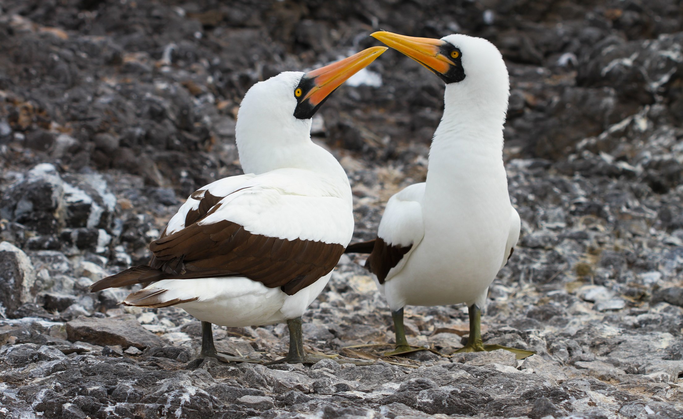 These two nazca boobies perform their species' mating call.