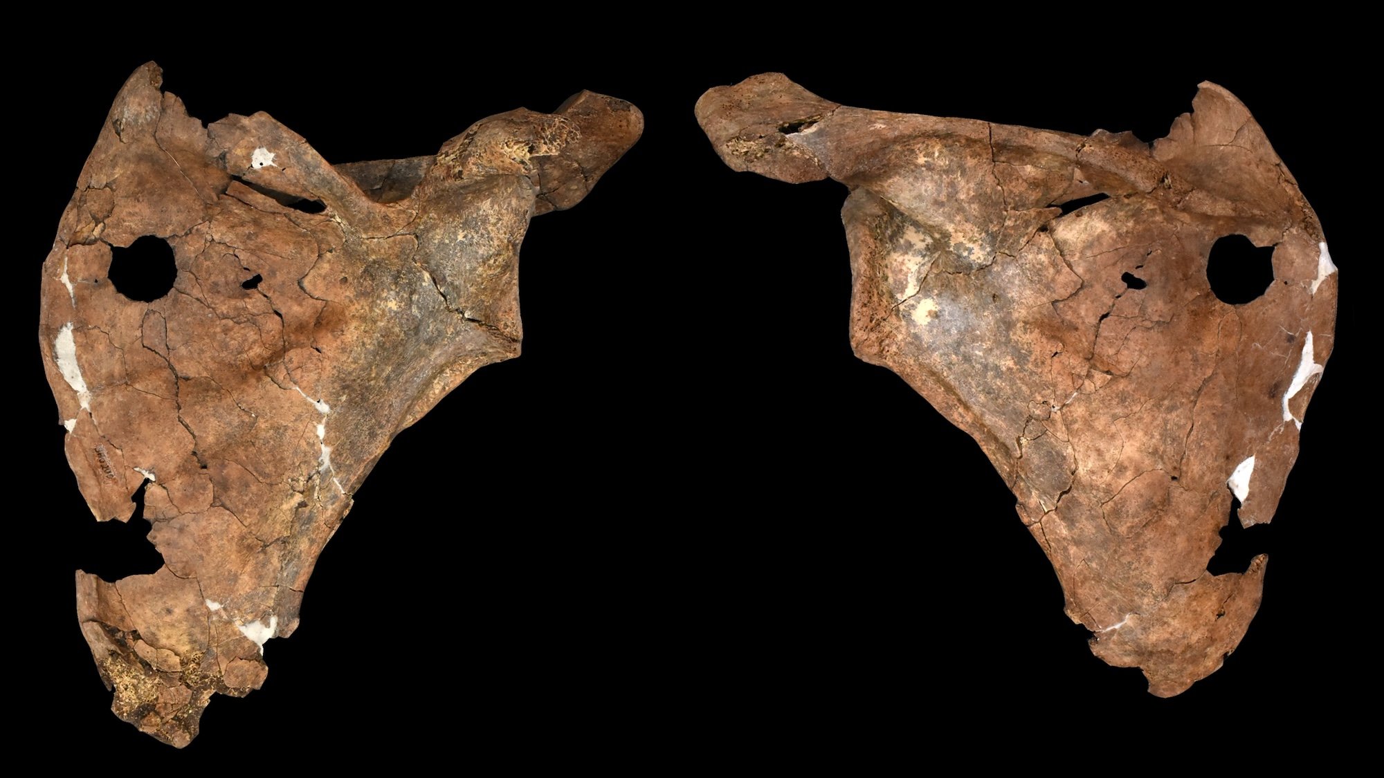 Front and back photos of Neanderthal scapula with clear, circular puncture wound