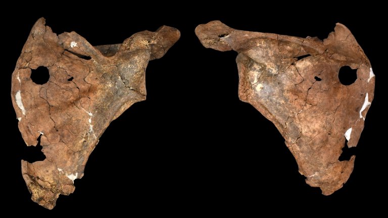 Front and back photos of Neanderthal scapula with clear, circular puncture wound