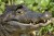 caiman emerged from the water in an area with a lot of floating vegetation, and part of it remained on its head.