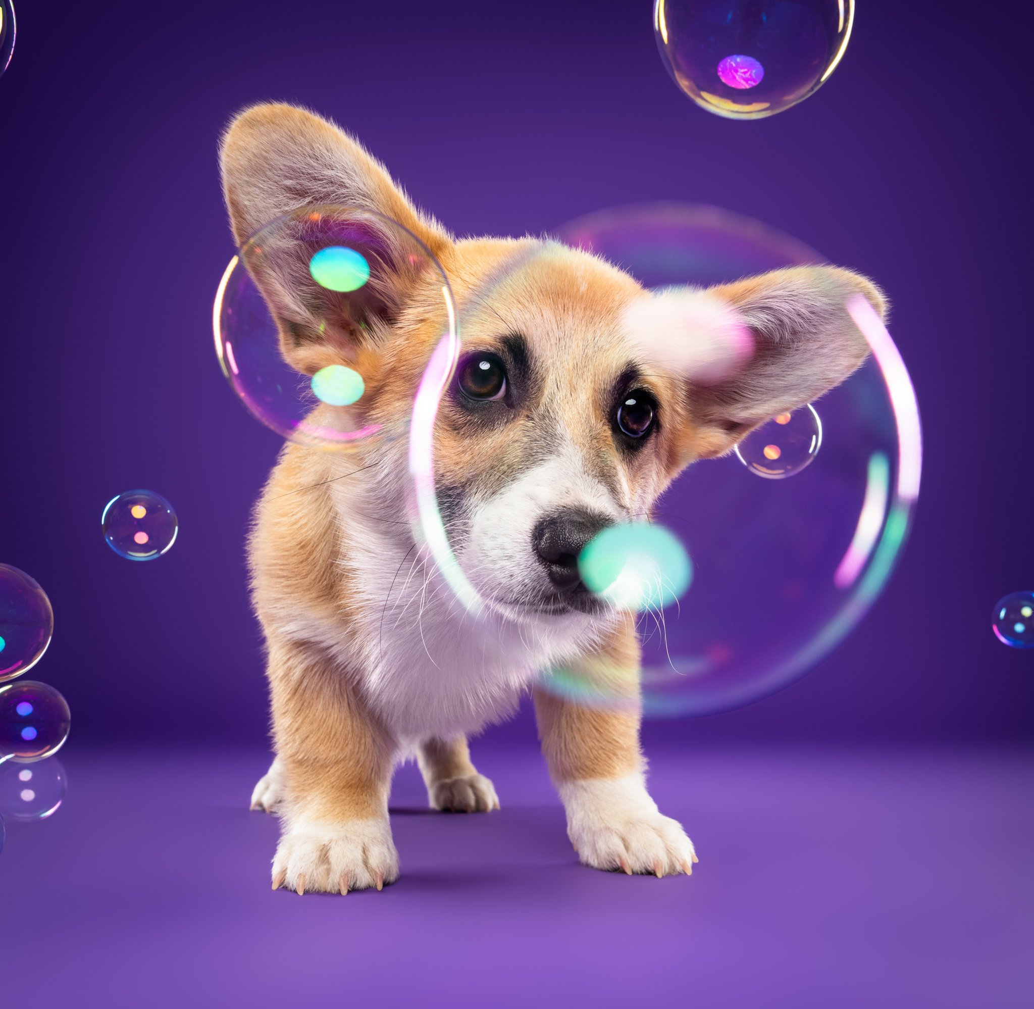 corgi puppy amongst bubbles