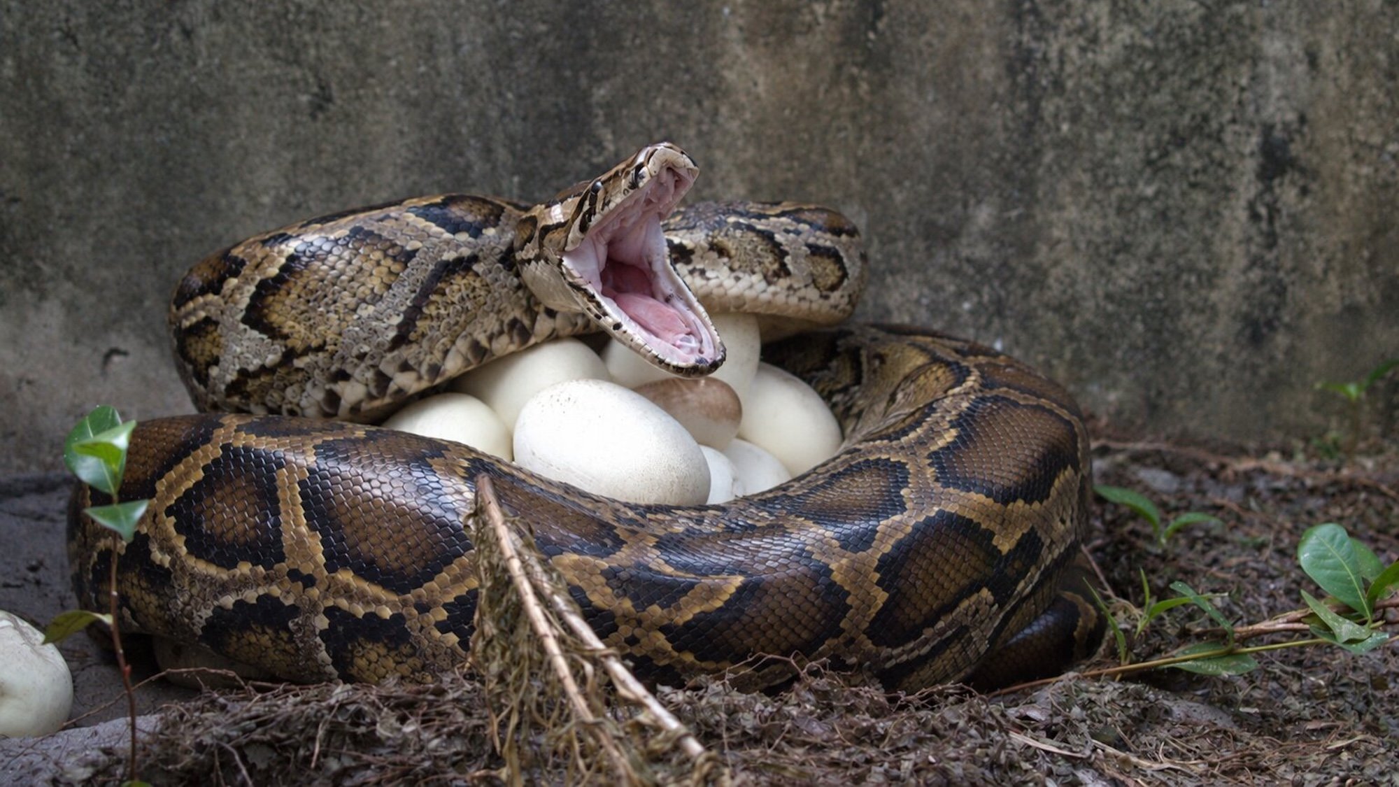 Python with mouth open defensively wrapped around her eggs