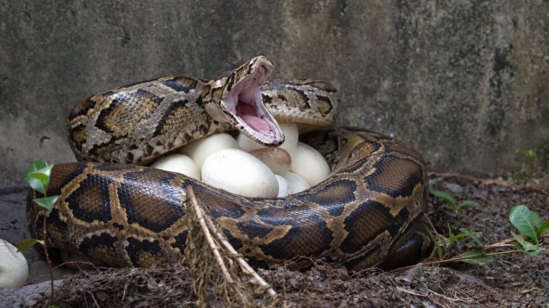 Python with mouth open defensively wrapped around her eggs