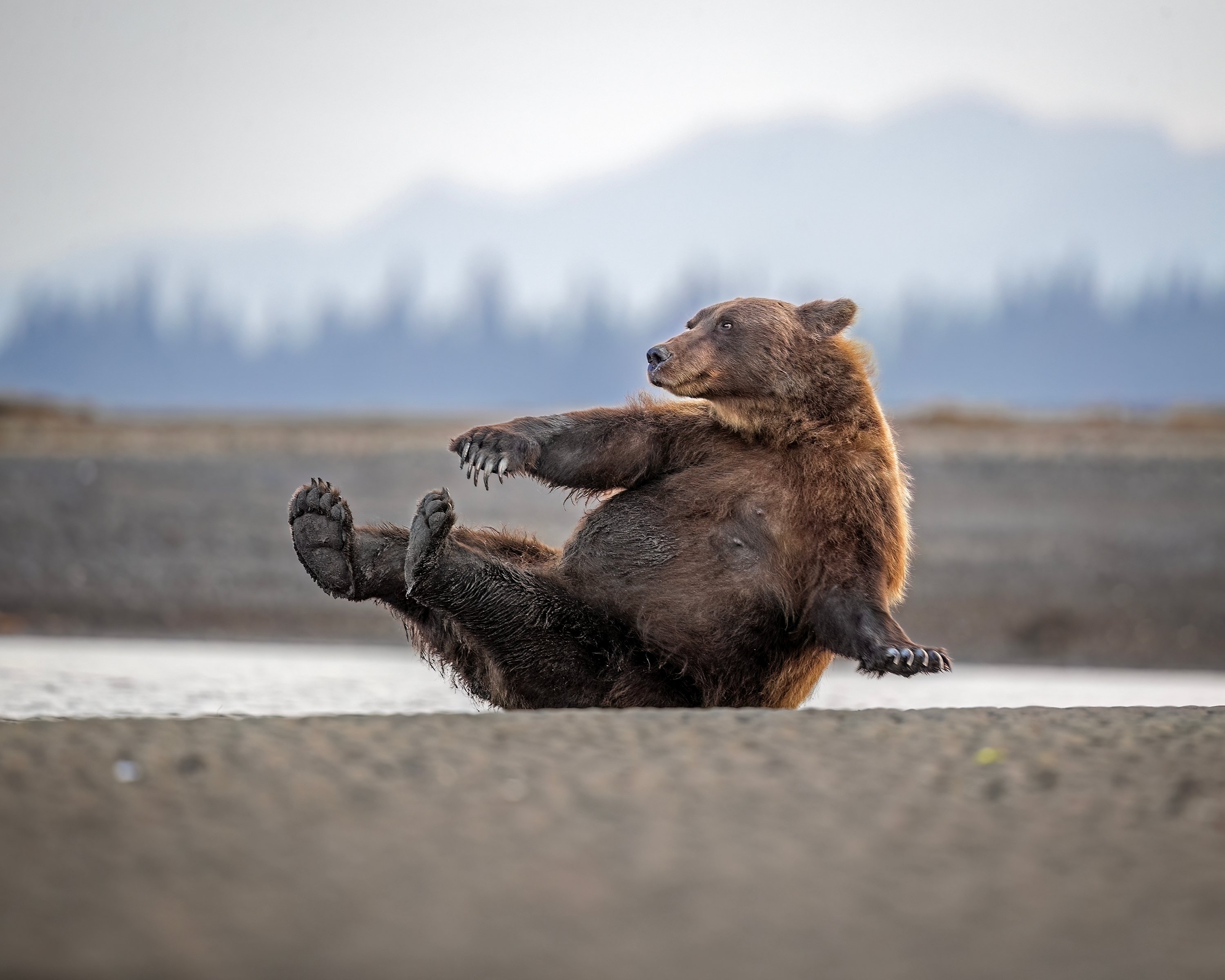 bear trying to sit up
