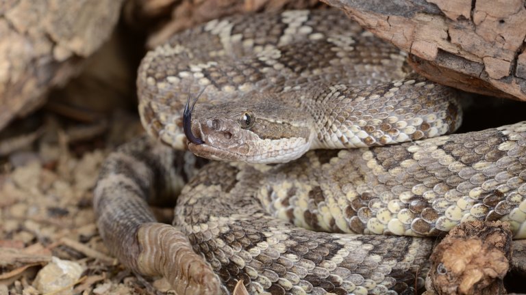 Portrait of a Southern Pacific Rattlesnake.
