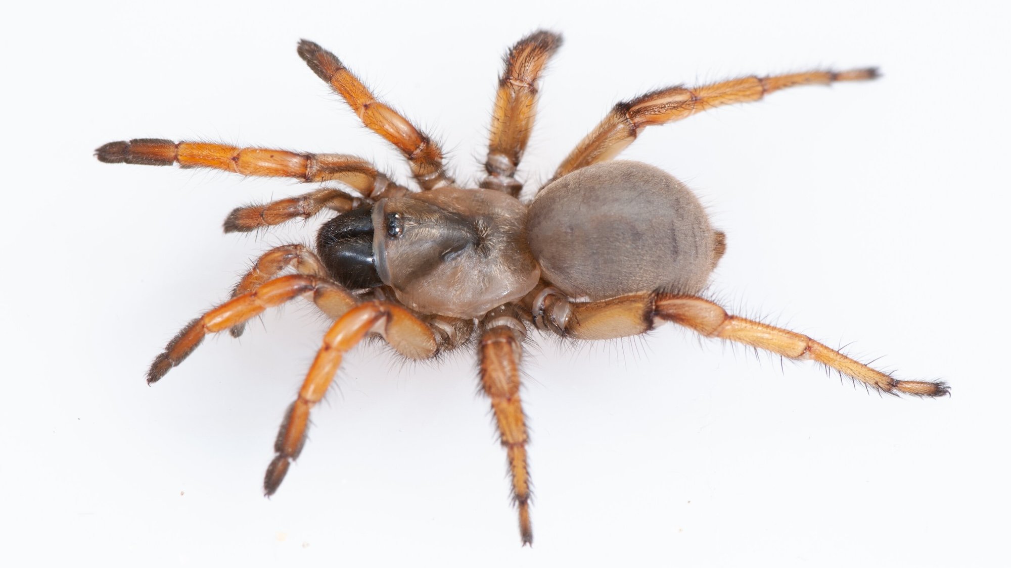 Close up photo of trapdoor spider named after Stephen Colber