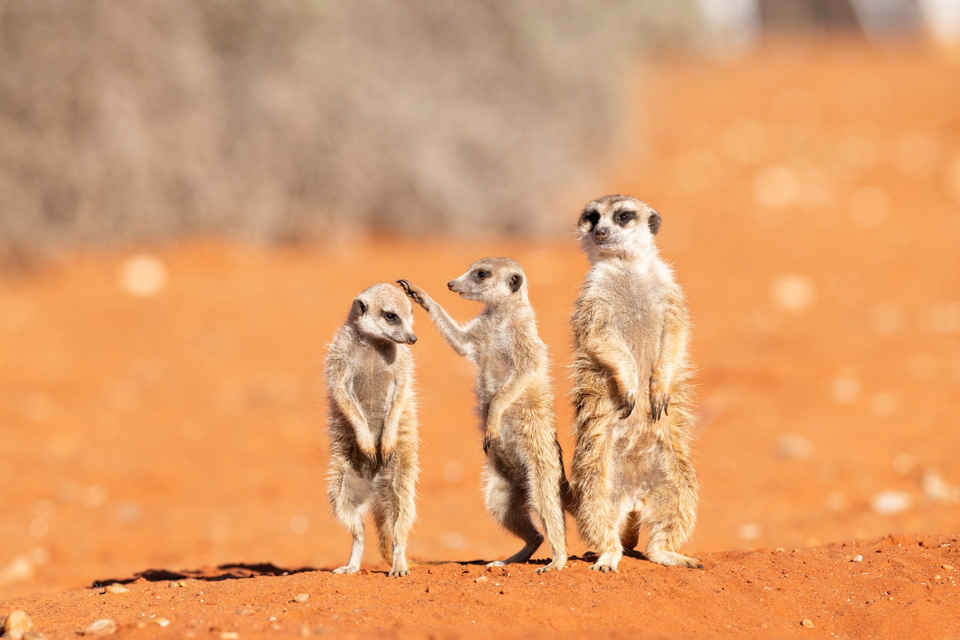 One meerkat insists on giving a last-minute grooming inspection while the others are trying their best to look respectable