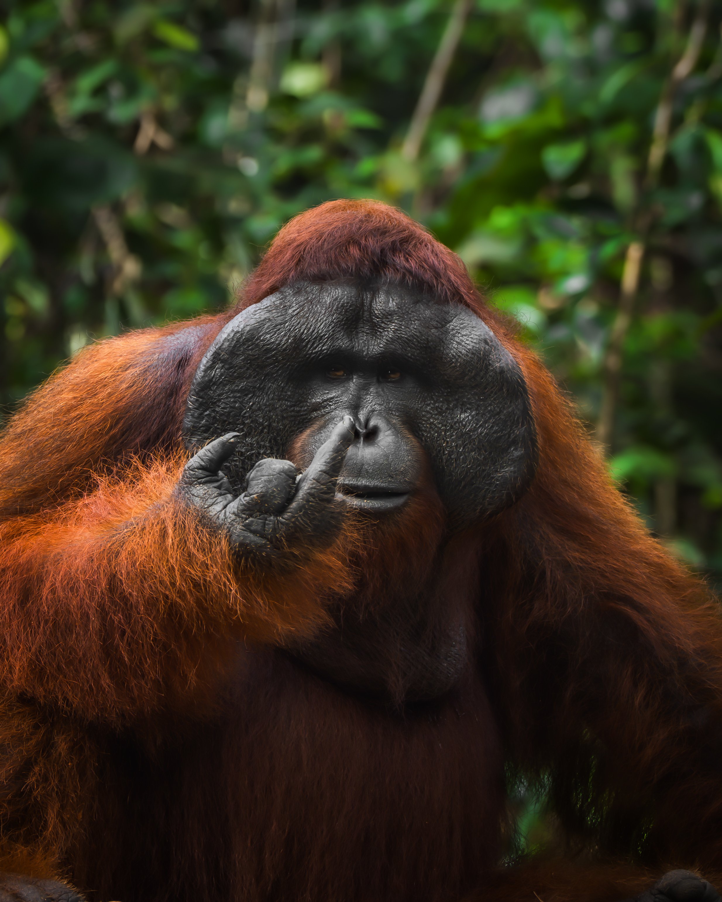 orangutan appears to deliver a perfectly timed gesture toward the camera, a middle finger