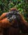 orangutan appears to deliver a perfectly timed gesture toward the camera, a middle finger