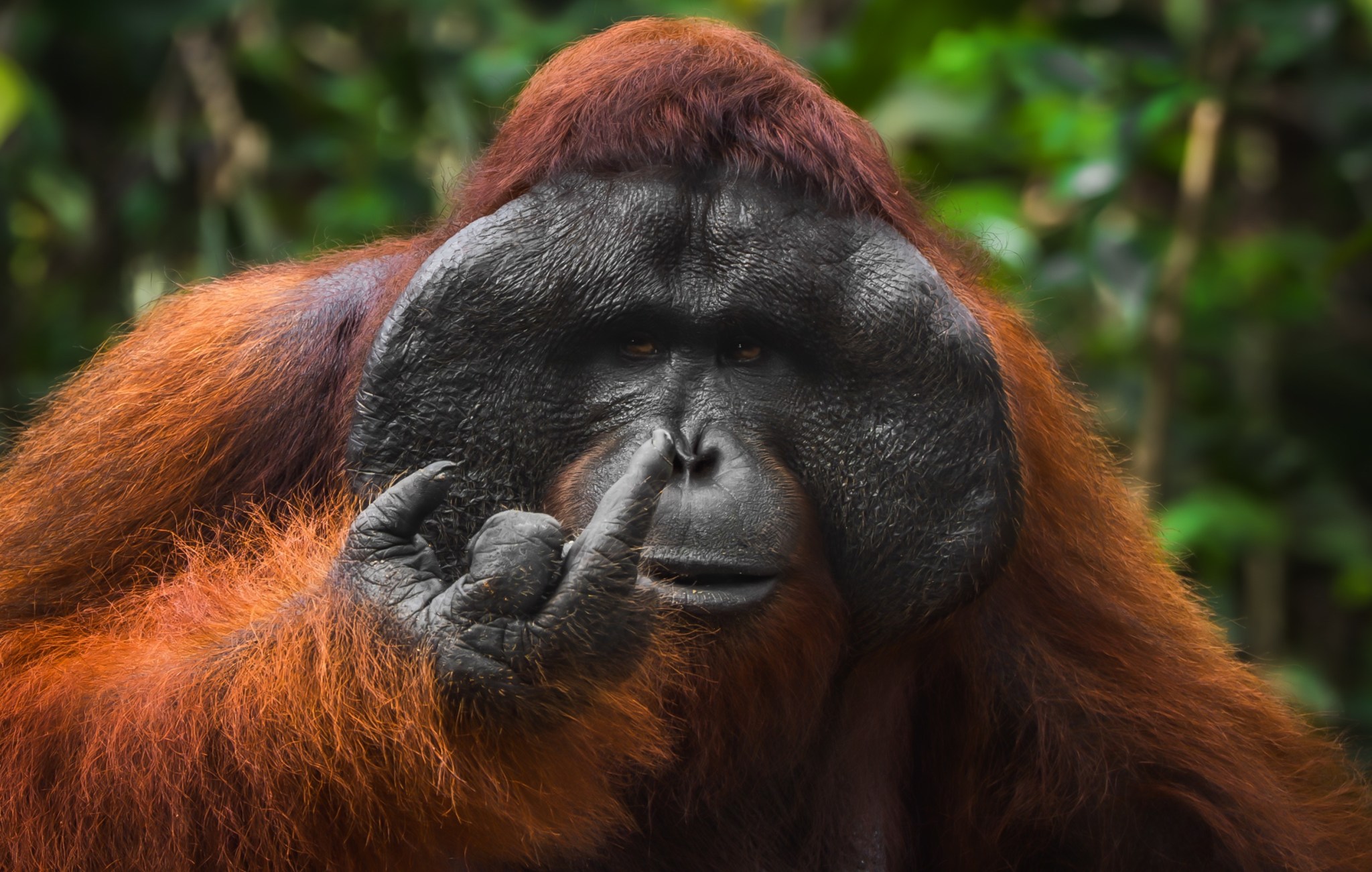 popsci.com - Popular Science Team - 18 hilarious photos from the 2026 Comedy Wildlife Awards