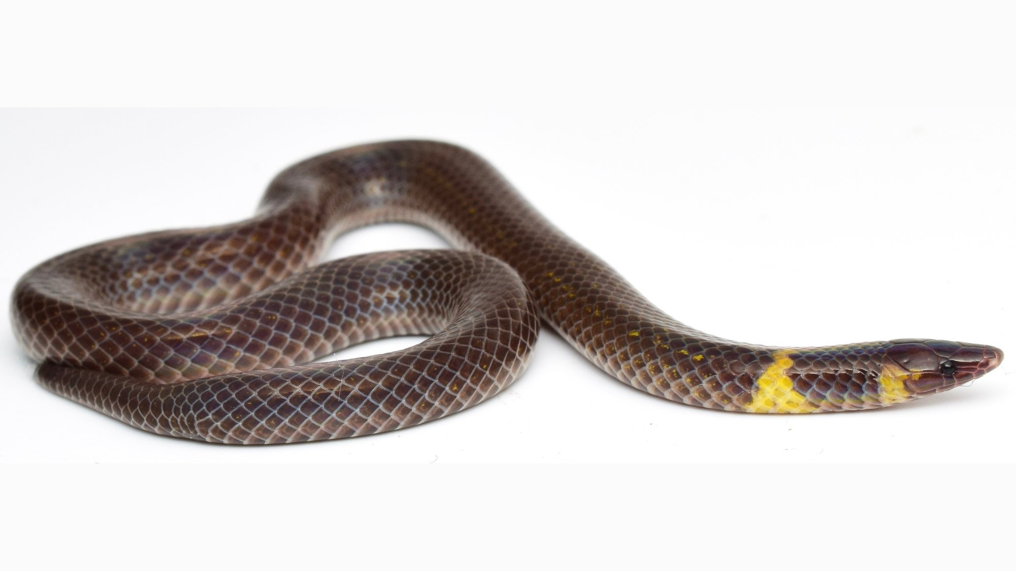 Close up of dwarf reed snake